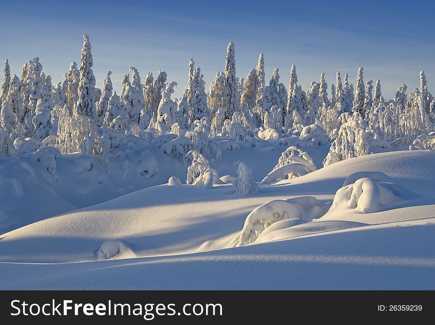 Northern Ural Mountains. Fantastic snow figures on trees. Frosty morning on border with Siberia. Northern Ural Mountains. Fantastic snow figures on trees. Frosty morning on border with Siberia.