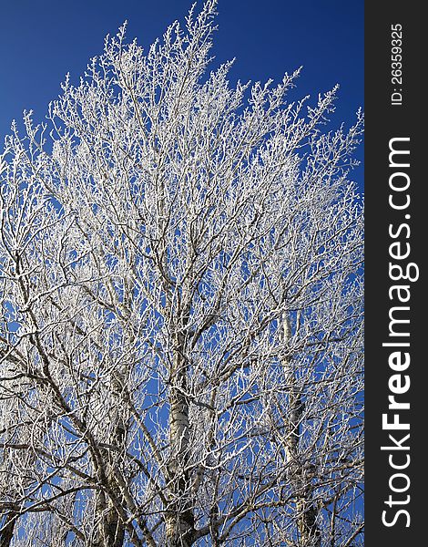 Frozen tree branches in december