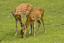 Mother Deer And Fawn Royalty Free Stock Photography Mother Deer And Fawn Royalty Free Stock Photography
