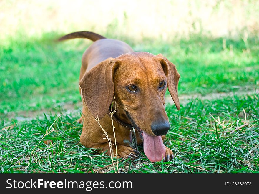 Color close-up cute dachshund portrait