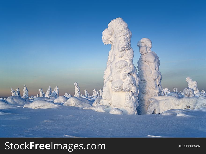 Northern Ural Mountains. Fantastic snow figures on trees. Frosty morning on border with Siberia. Northern Ural Mountains. Fantastic snow figures on trees. Frosty morning on border with Siberia.