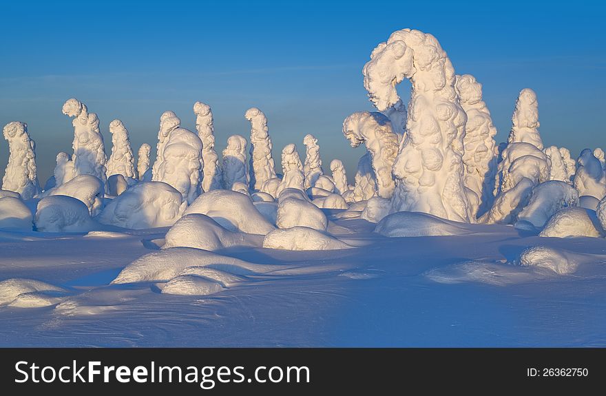 Northern Ural Mountains. Fantastic snow figures on trees. Frosty morning on border with Siberia. Northern Ural Mountains. Fantastic snow figures on trees. Frosty morning on border with Siberia.