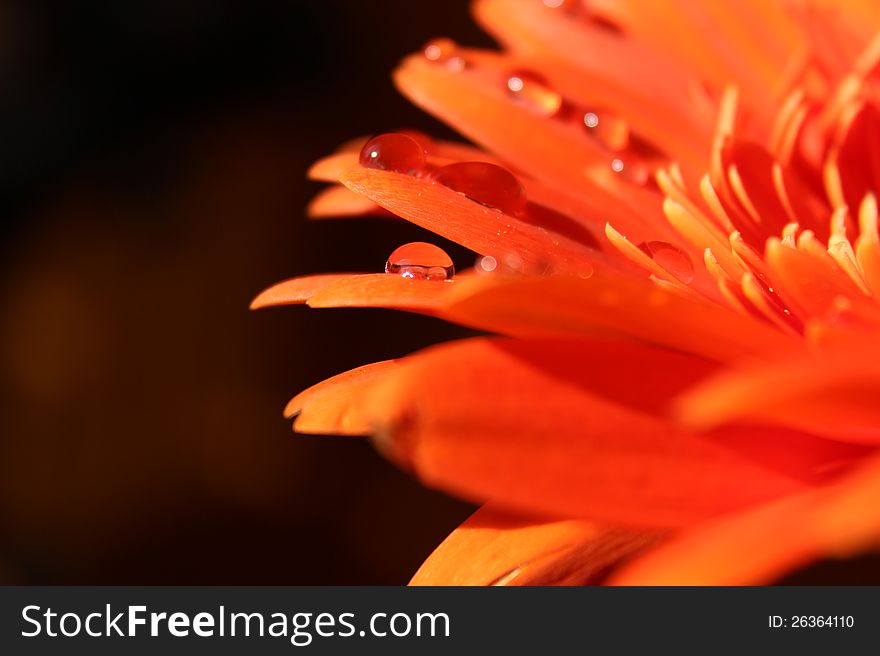Flower - gerbera, color - orange. Waterdrops. Macro. Flower - gerbera, color - orange. Waterdrops. Macro