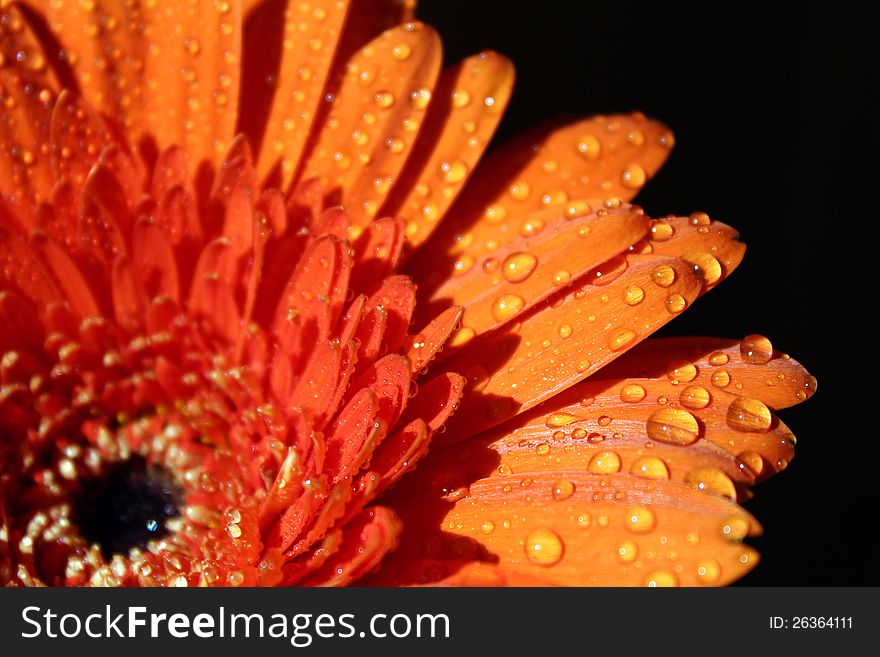 Flower - Orange gerbera in waterdrops. Macro