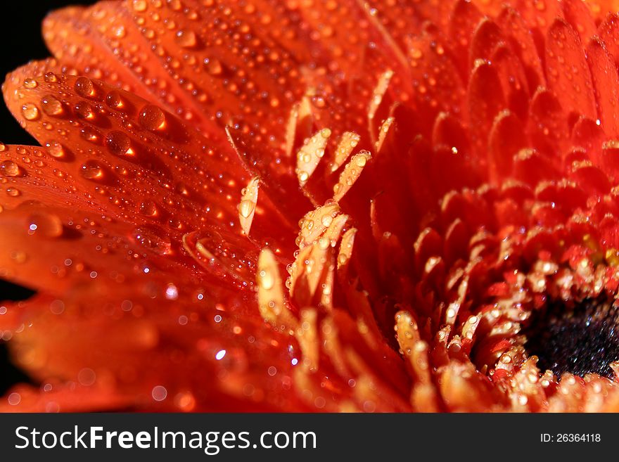 Flower - Orange gerbera in waterdrops. Macro