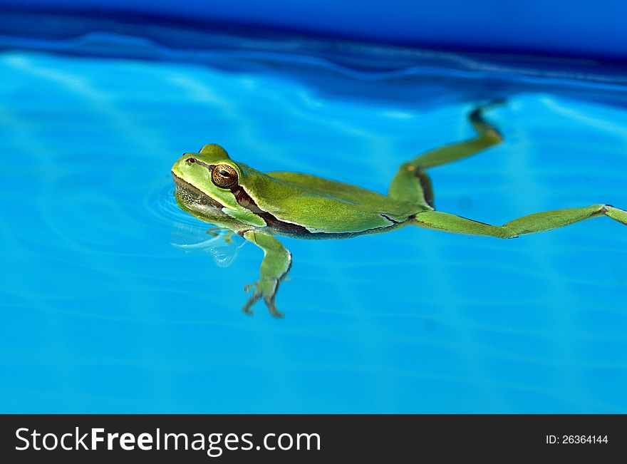 Green tree-frog in the pool