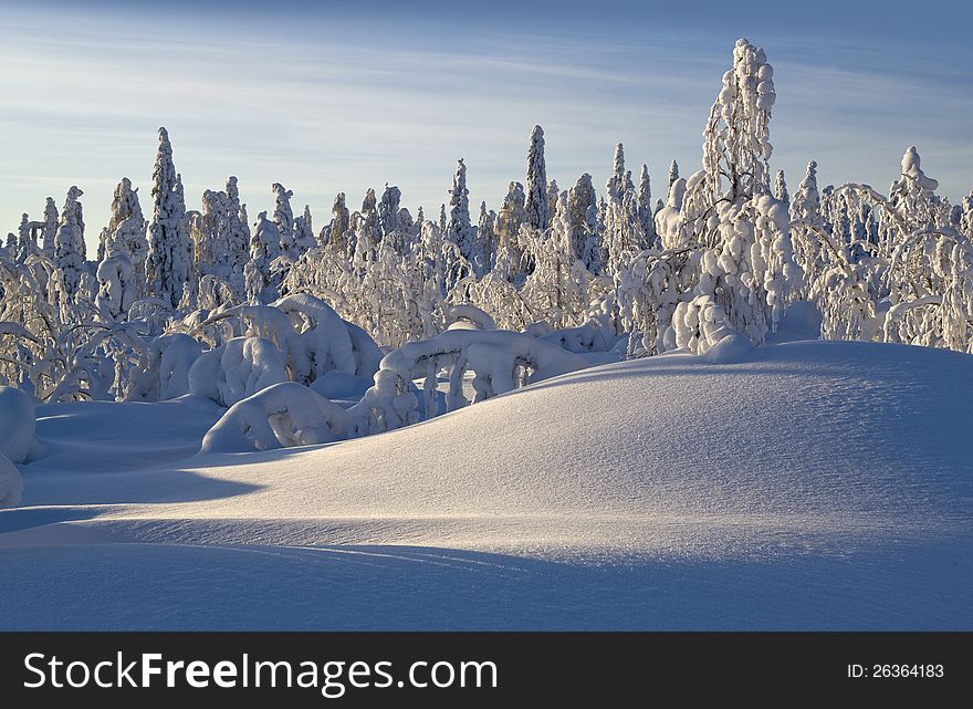 Northern Ural Mountains. Fantastic snow figures on trees. Frosty morning on border with Siberia. Northern Ural Mountains. Fantastic snow figures on trees. Frosty morning on border with Siberia.