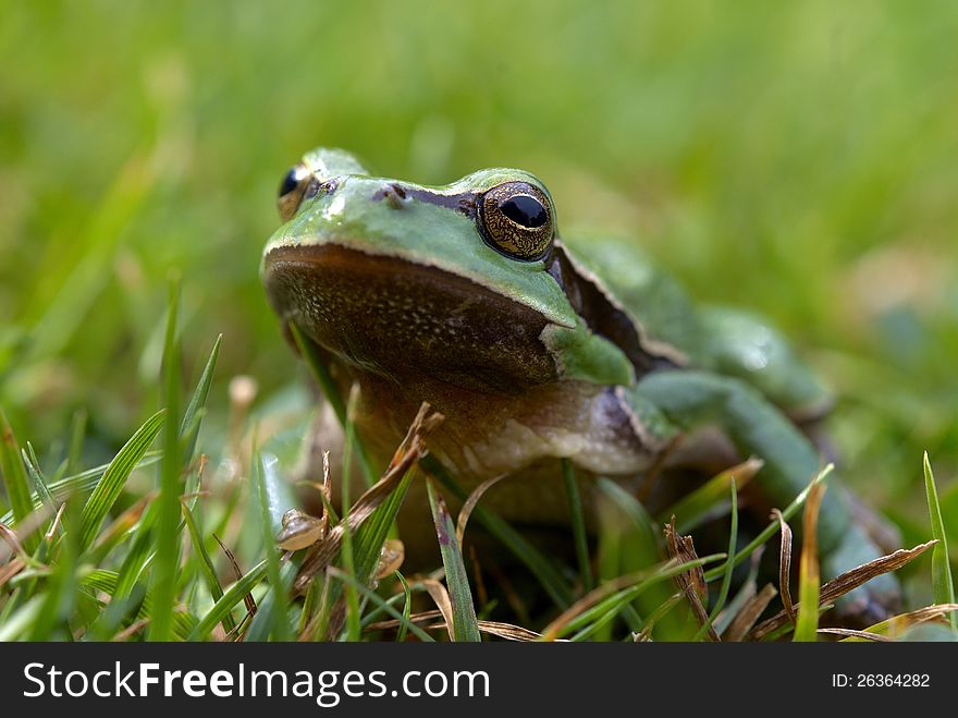 Green tree-frog in the grass