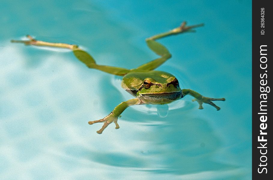 Green tree-frog in the pool