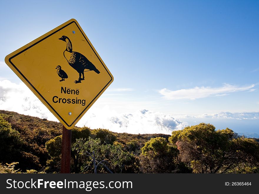 &#x27;Nene Crossing&#x27; sign at Haleakala National Park, Maui, Hawaii to help to protect Nene goose,  Hawaii&#x27;s State bird. &#x27;Nene Crossing&#x27; sign at Haleakala National Park, Maui, Hawaii to help to protect Nene goose,  Hawaii&#x27;s State bird