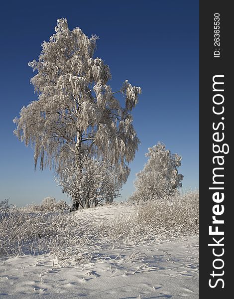 Northern Ural Mountains. Fantastic snow figures on trees. Frosty morning on border with Siberia. Northern Ural Mountains. Fantastic snow figures on trees. Frosty morning on border with Siberia.