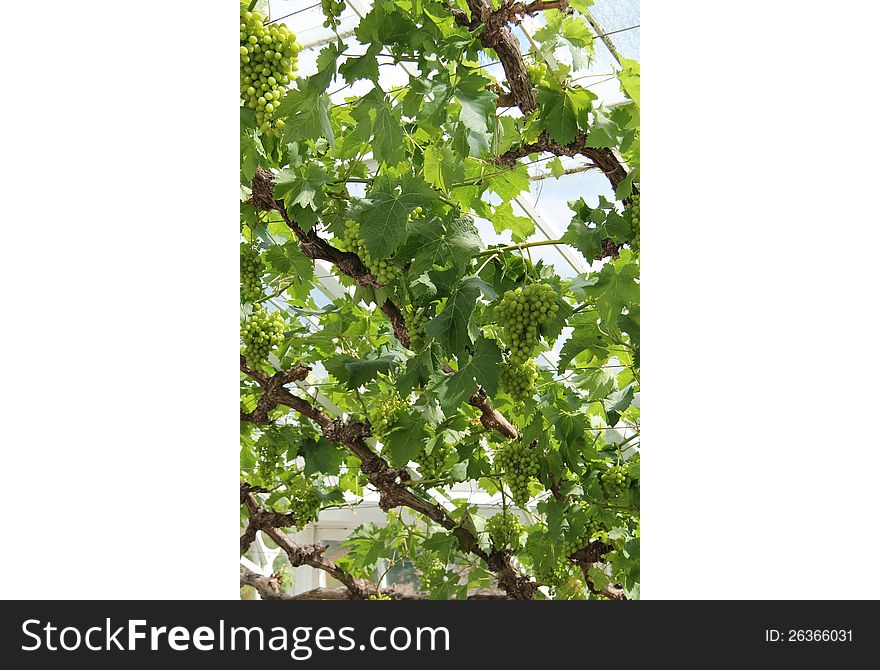 Grapes Growing On A Vine.