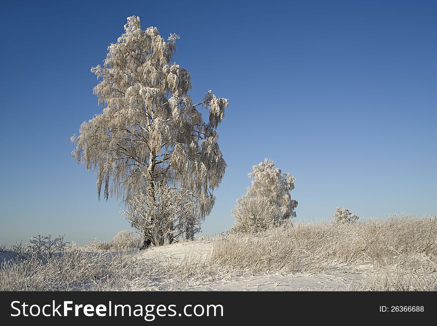 Northern Ural Mountains. Fantastic snow figures on trees. Frosty morning on border with Siberia. Northern Ural Mountains. Fantastic snow figures on trees. Frosty morning on border with Siberia.