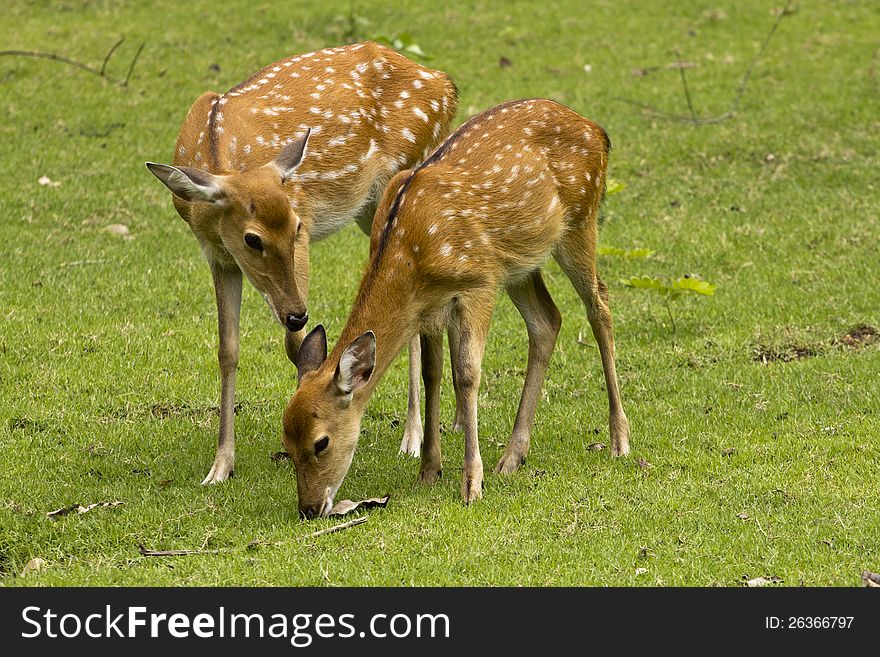 Mother deer and its fawn on green grass. Mother deer and its fawn on green grass