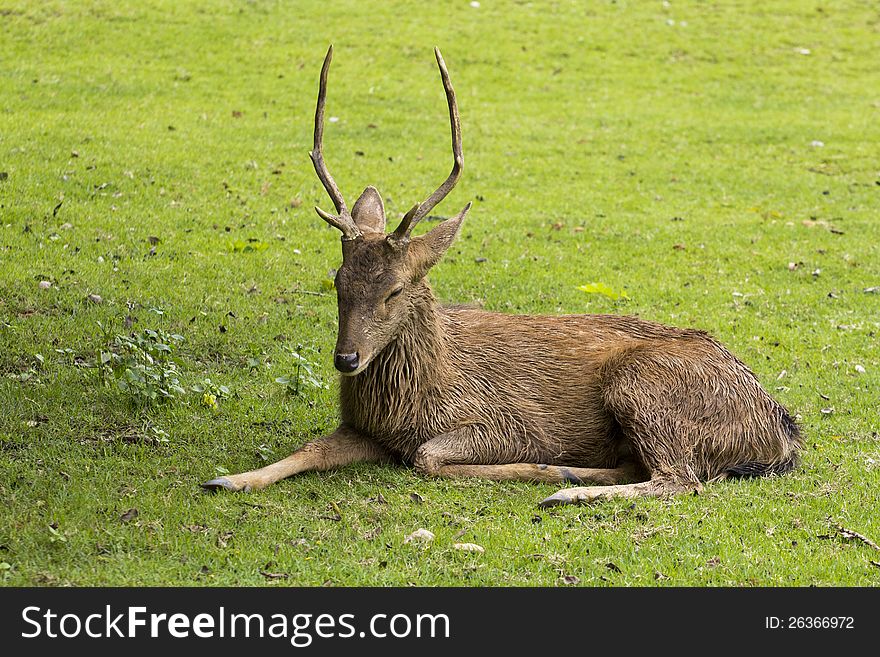 Mail Deer on the green grass