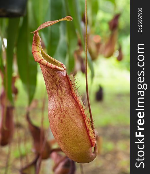 Tropical pitcher plants or Monkey cups in garden