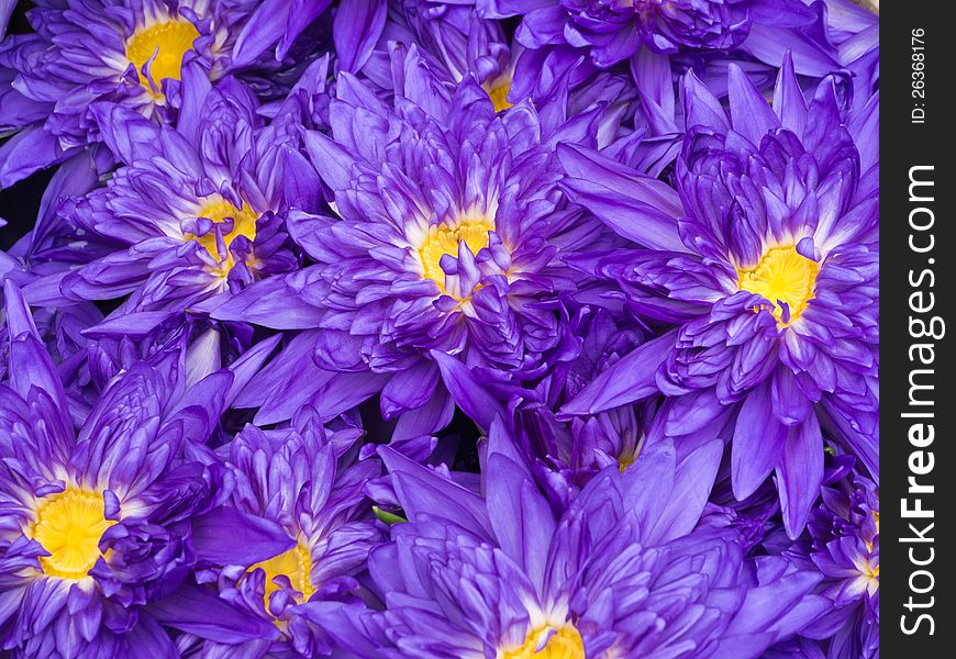 Purple water lily in garden