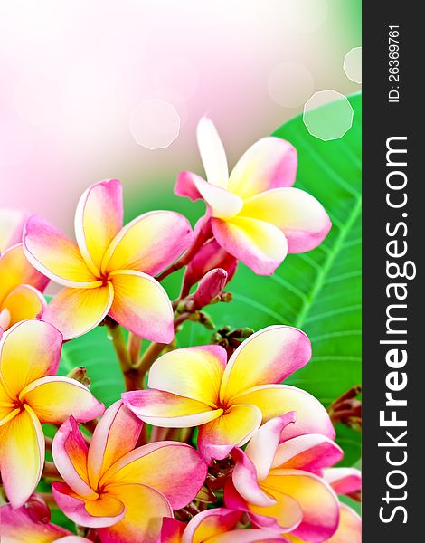 Beautiful frangipani flower summer background