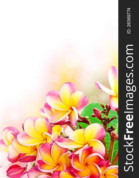 Frangipani flowers colorful raining season background