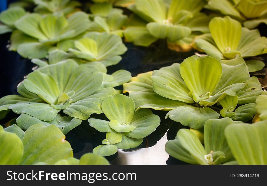 Water lettuce in an outdoor pond