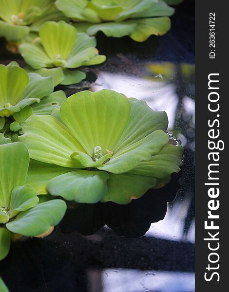 A fully bloomed water lettuce in an outdoor fish pond