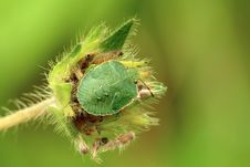 Bug Nymph Royalty Free Stock Image Bug Nymph Royalty Free Stock Image