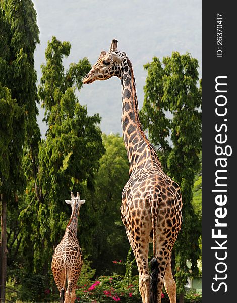 Two african origin giraffe standing in an enclosure at mysore zoo in India. They are scientifically known as Giraffa camelopardalis. These graceful & pretty animals are herbivores & love acacia leaves. Two african origin giraffe standing in an enclosure at mysore zoo in India. They are scientifically known as Giraffa camelopardalis. These graceful & pretty animals are herbivores & love acacia leaves