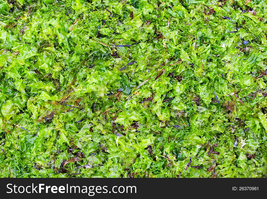 Dried and fresh seaweed as background