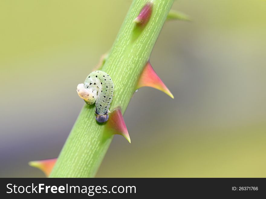 A Green worm / Caterpillar crawling on the Rose prickles