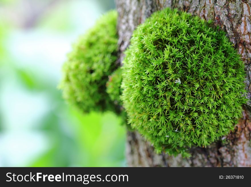 A closeup of small clump of Green Moss on the Tree