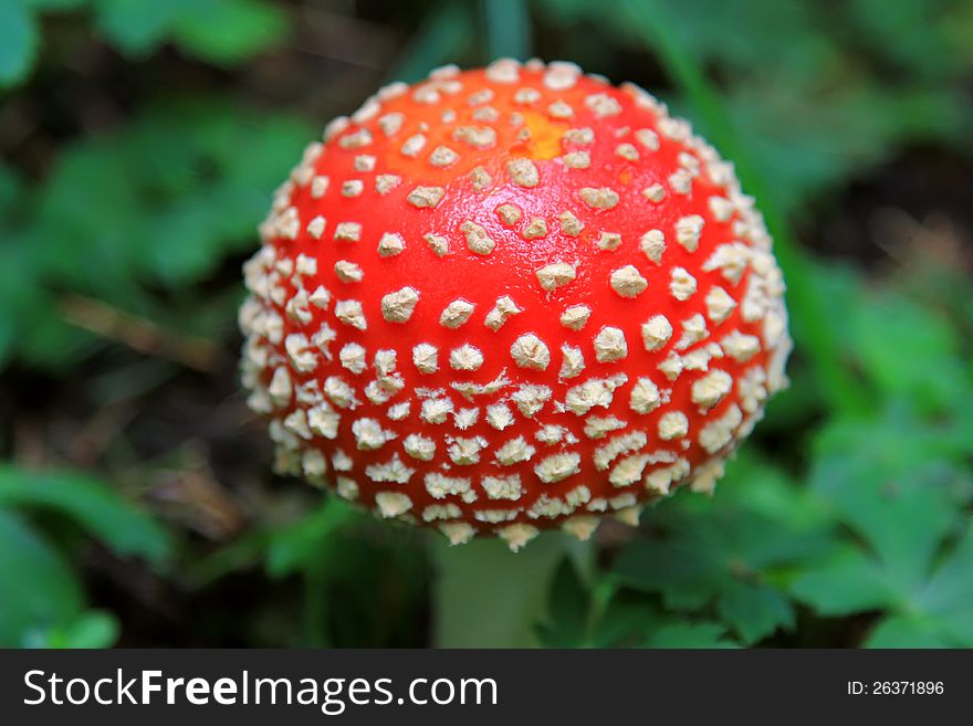 Red poisonous mushroom : Mature Fly agaric (fly Amanita, Amanita muscaria) in the forest in Europe. Red poisonous mushroom : Mature Fly agaric (fly Amanita, Amanita muscaria) in the forest in Europe