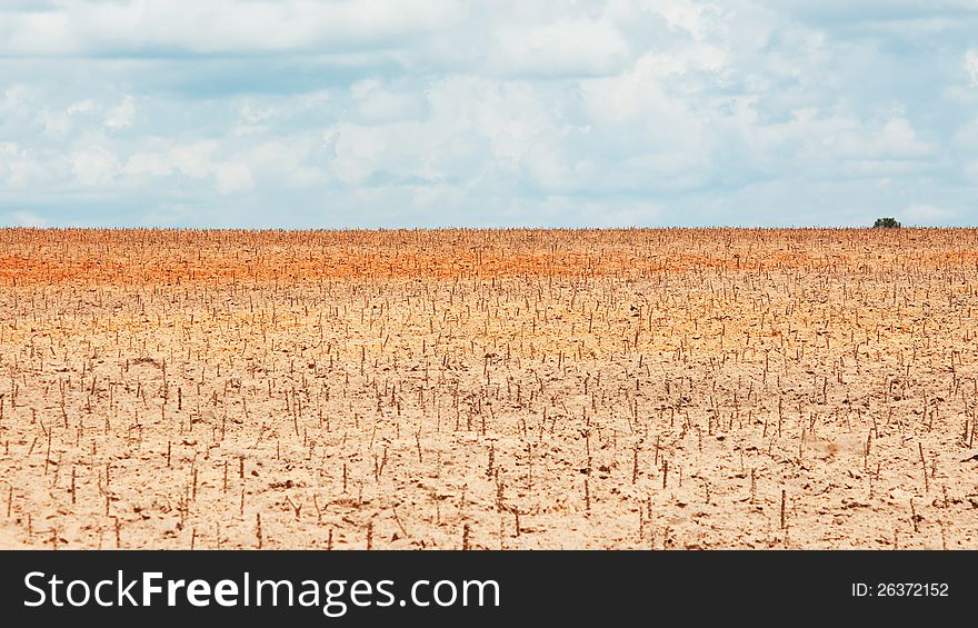 Newly planted tapioca field in Banteay Meanchey province in northwest Cambodia.