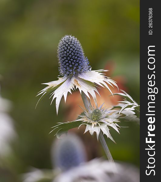 Sea Holly Macro