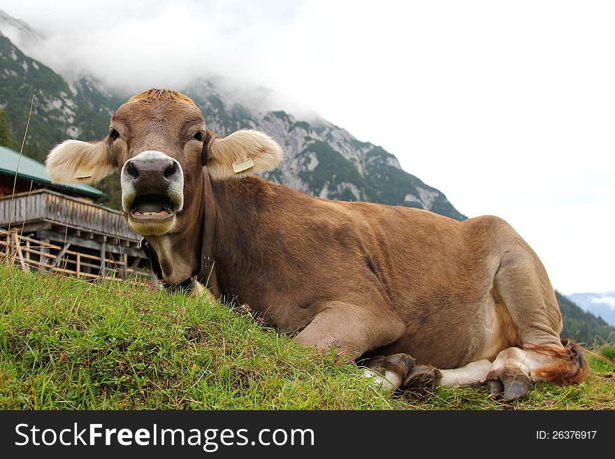 An Austrian cow with bell, relaxing on a mountain in Tirol, Austria - Europe. An Austrian cow with bell, relaxing on a mountain in Tirol, Austria - Europe