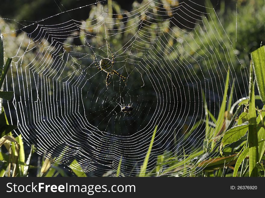 Spider in a Dew Covered Web in Summer Morning.