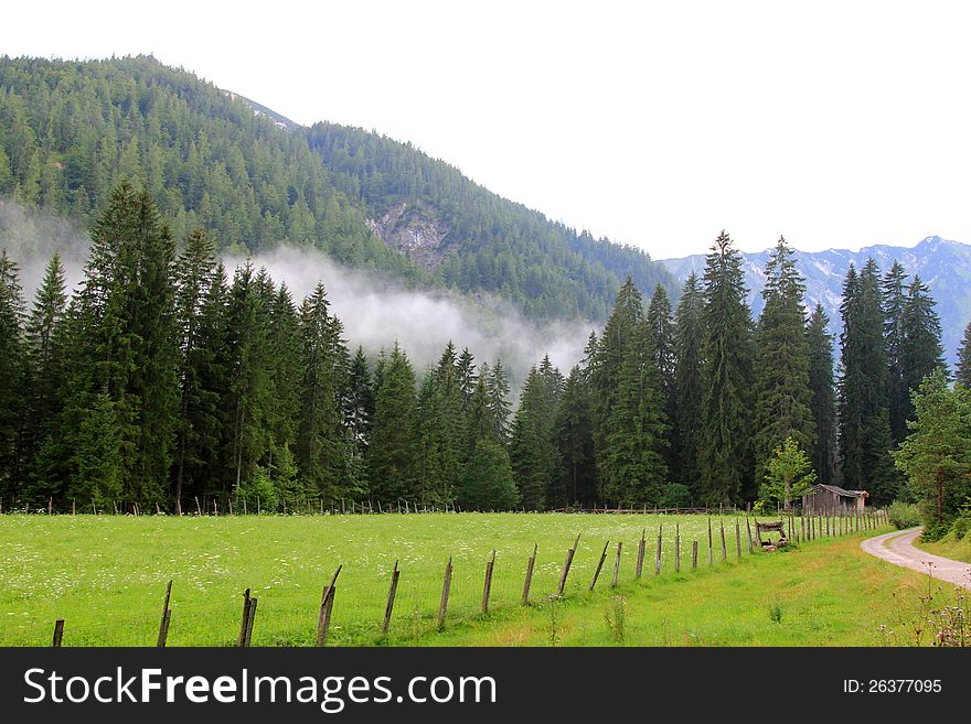 Forest And Field In Achenkirch - Tyrol,  Austria