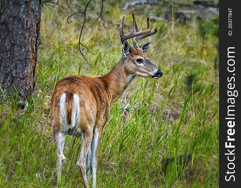 Male Whitetail Deer