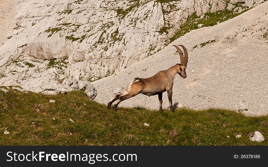 Capricorn stretching in the morning time. Capricorn stretching in the morning time