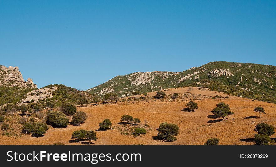 Oak trees on a pasture in Corsica. Oak trees on a pasture in Corsica