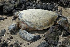 Green Sea Turtle Royalty Free Stock Photography Green Sea Turtle Royalty Free Stock Photography