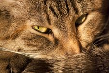 Lying Cat Background Stock Photography Lying Cat Background Stock Photography