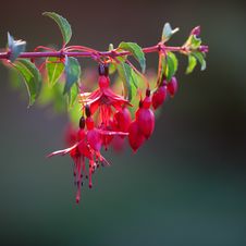Fuchsia Flower Royalty Free Stock Images
