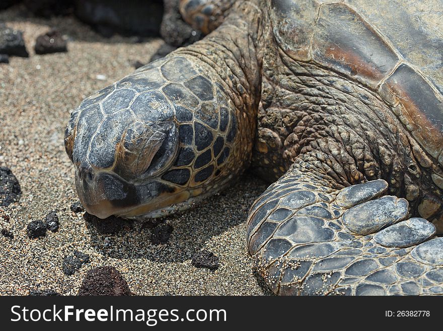 Green Hawaiian Sea Turtle on the beach. Green Hawaiian Sea Turtle on the beach