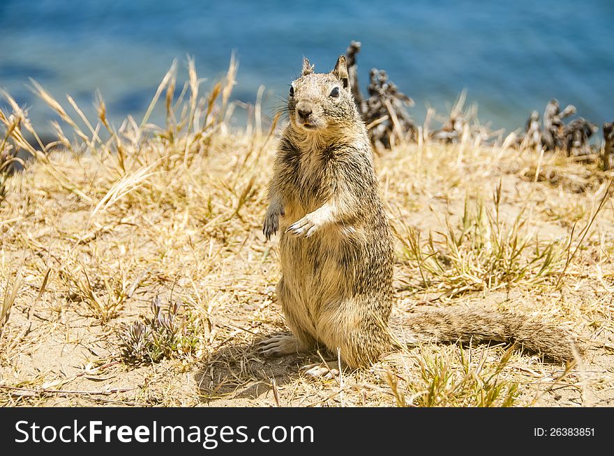 California Ground Squirrel