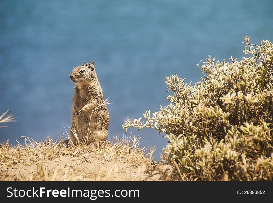 California ground squirrel posing for the camera near Morro Bay, California, USA.