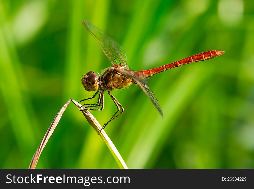 A red beautiful dragonfly in a moment of relax on a dry leaf. A red beautiful dragonfly in a moment of relax on a dry leaf