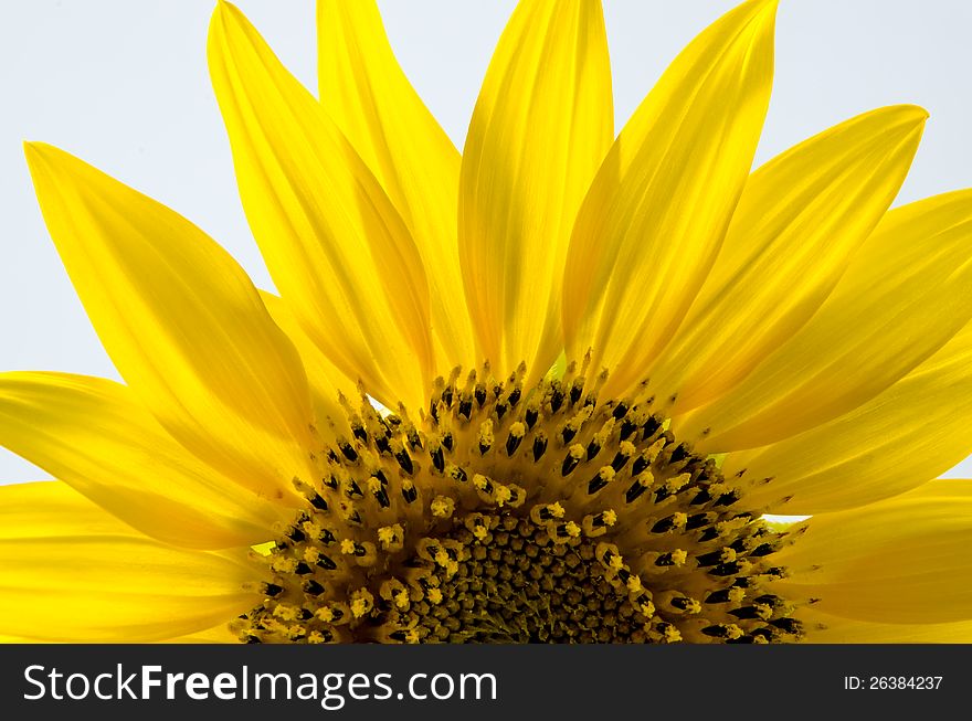 A shot of a sunflower  on white  background