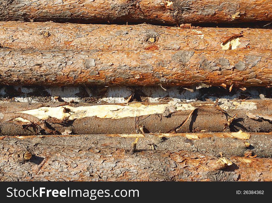 Composed of pine and birch logs. Texture, background. Composed of pine and birch logs. Texture, background