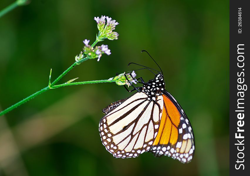 A Monarch butterfly feeding on a wildflower.