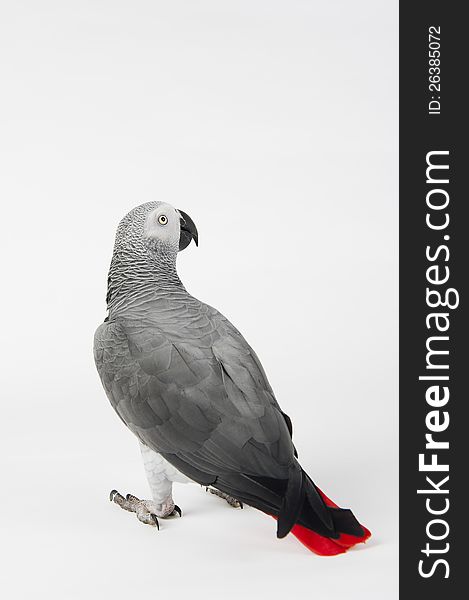 African grey parrot with a curious look